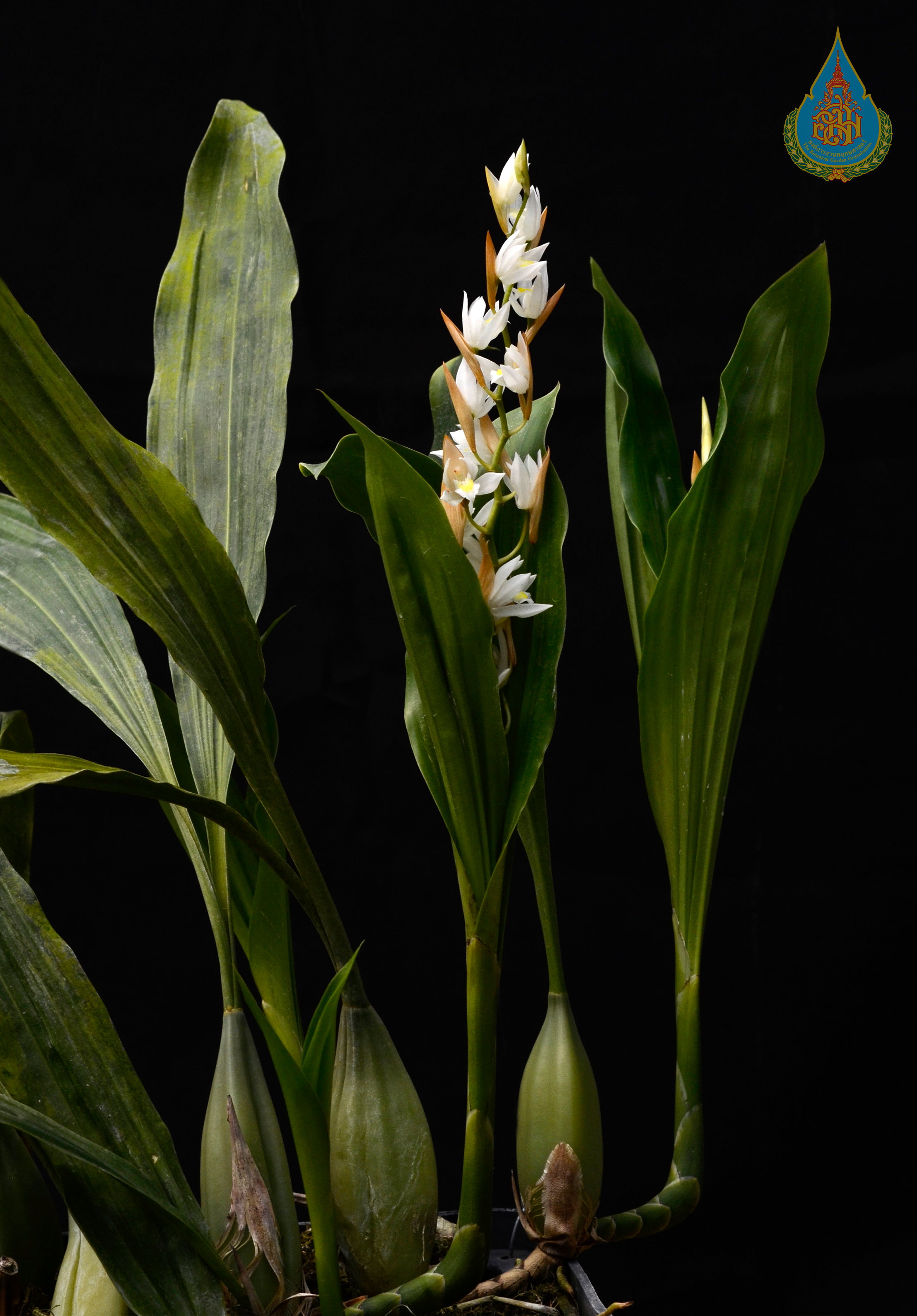 เอื้องหมากเชียงดาว Coelogyne suaveolens (Lindl.) Hook.f.<br/>ORCHIDACEAE